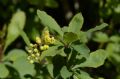 Berberis vulgaris